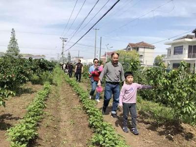 个头不大,皮薄汁多,本地樱桃熟了,采摘客络绎不绝