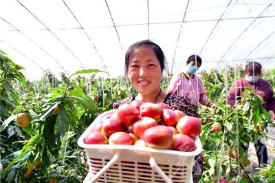 馆陶:特色果蔬采摘助力乡村振兴