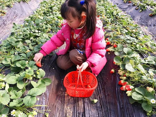 武汉周边自驾游采摘,武汉草莓采摘,果蔬采摘