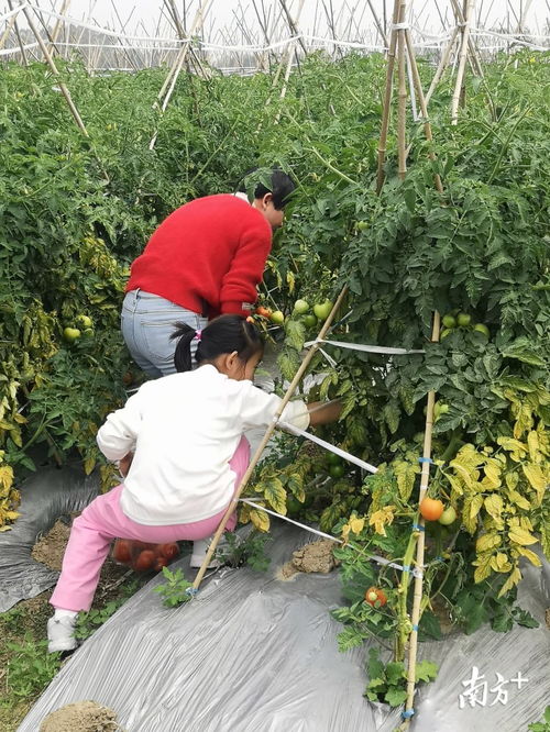 新春走基层 茂名农业如何有奔头 他们有话说