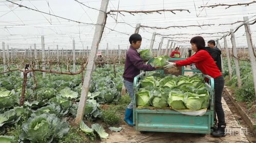 宁远 葡萄架下蔬菜旺果蔬套种两丰收 央广网