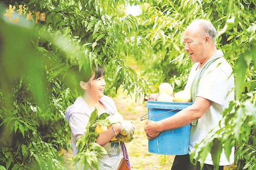 咸阳市人民政府 光影咸阳 咸阳大地果蔬香 田间地头采摘忙