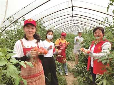 巾帼志愿者帮助合作社采摘成熟番茄