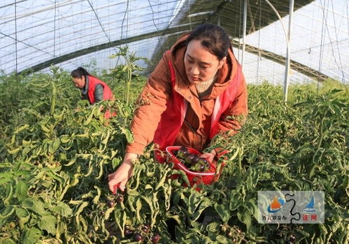 多彩西红柿 迎来采摘季