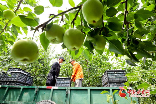 甘州早酥梨采摘忙凤凰网甘肃 凤凰网