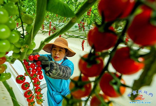 张掖 新春时节戈壁农业果菜飘香