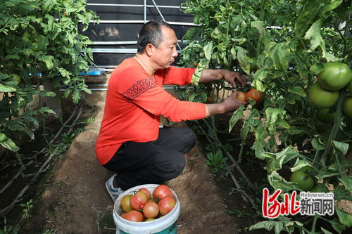 安次区 温室大棚春意浓 蔬果成熟采摘忙