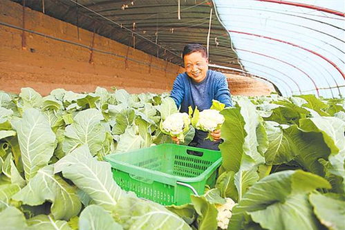 南华镇 牵好现代农业 牛鼻子 助力乡村振兴 犇新局